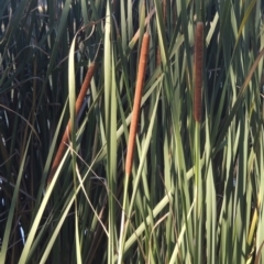 Typha domingensis (Bullrush) at Bonython, ACT - 4 Apr 2021 by michaelb