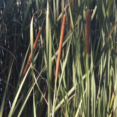 Typha domingensis (Bullrush) at Bonython, ACT - 4 Apr 2021 by MichaelBedingfield