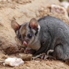 Petaurus notatus (Krefft’s Glider, formerly Sugar Glider) at West Wodonga, VIC - 12 Jul 2021 by LizetteSalmon