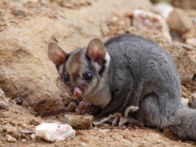 Petaurus notatus (Krefft’s Glider, formerly Sugar Glider) at West Wodonga, VIC - 12 Jul 2021 by LizetteSalmon