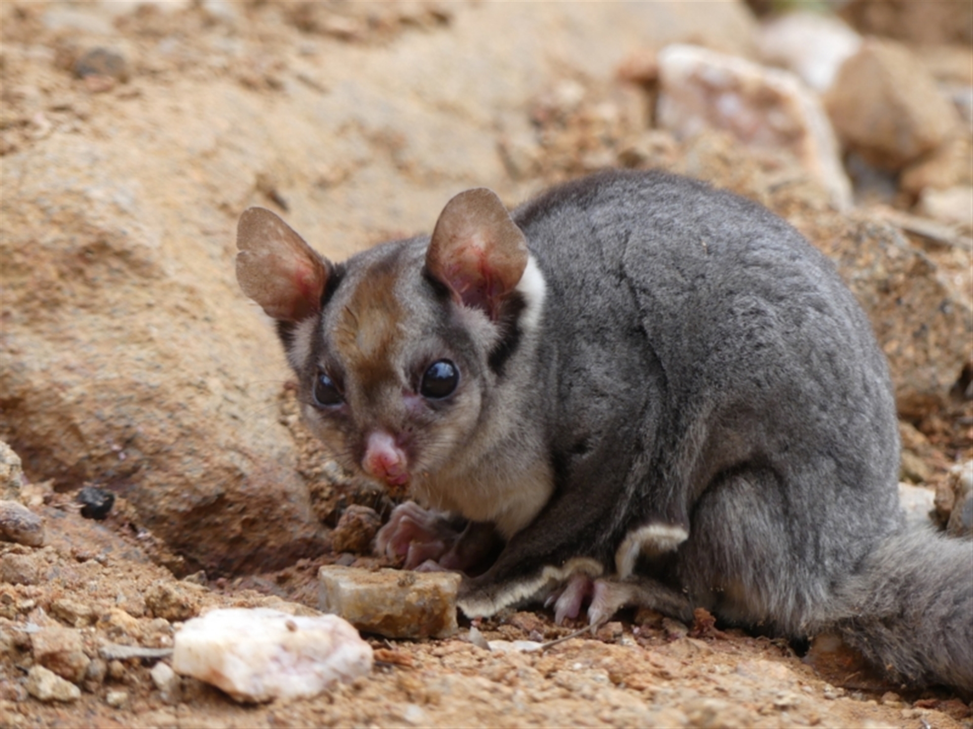 South west sugar sales gliders