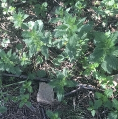 Urtica incisa (Stinging Nettle) at Pine Island to Point Hut - 30 Jun 2021 by Tapirlord