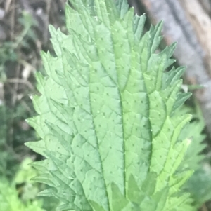 Urtica incisa at Greenway, ACT - 30 Jun 2021