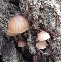 Mycena sp. ‘grey or grey-brown caps’ at Acton, ACT - 13 Jul 2021 by trevorpreston