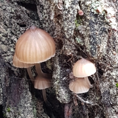 Mycena sp. ‘grey or grey-brown caps’ at Acton, ACT - 13 Jul 2021 by trevorpreston