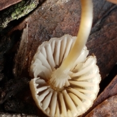 Mycena sp. ‘grey or grey-brown caps’ at Acton, ACT - 13 Jul 2021