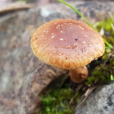 Unidentified Cap on a stem; gills below cap [mushrooms or mushroom-like] at Acton, ACT - 13 Jul 2021 by tpreston