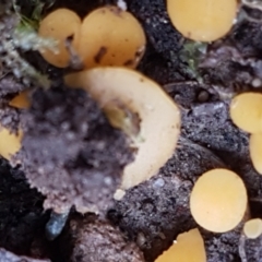 Phaeohelotium (Discinella terrestris aggregate) at Acton, ACT - 13 Jul 2021 10:27 AM