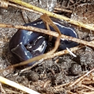 Caenoplana coerulea at Acton, ACT - 13 Jul 2021