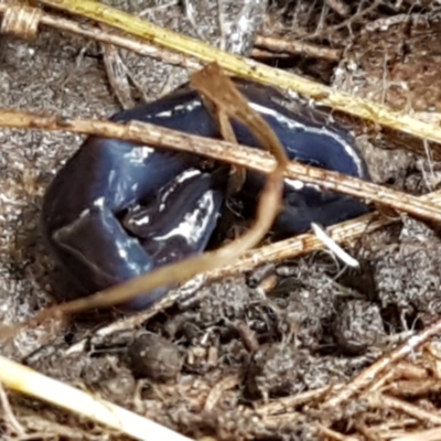 Caenoplana coerulea (Blue Planarian, Blue Garden Flatworm) at Acton, ACT - 13 Jul 2021 by tpreston