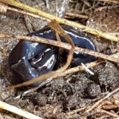 Caenoplana coerulea at Acton, ACT - 13 Jul 2021