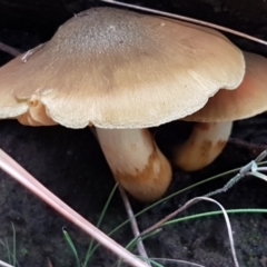 Cortinarius sp. (Cortinarius) at ANBG South Annex - 13 Jul 2021 by tpreston