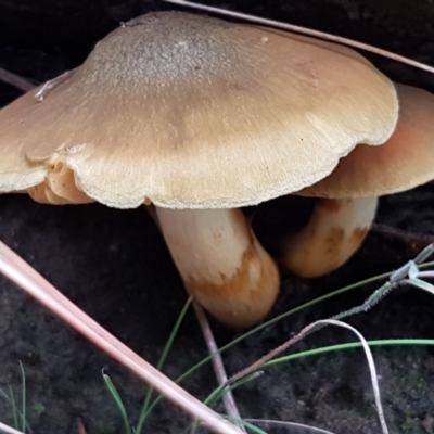 Cortinarius sp. (Cortinarius) at ANBG South Annex - 13 Jul 2021 by tpreston