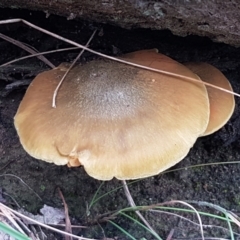 Cortinarius sp. at Acton, ACT - 13 Jul 2021 10:46 AM