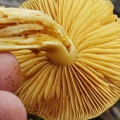 Cortinarius sp. at Acton, ACT - 13 Jul 2021 10:46 AM