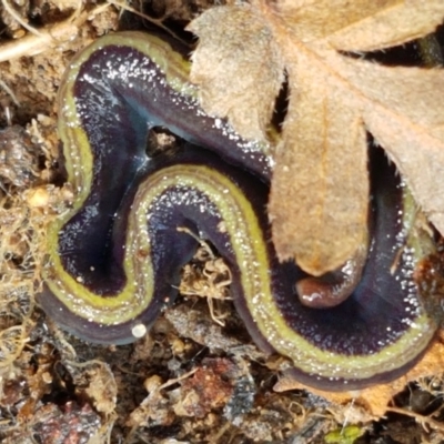 Caenoplana variegata (Two-tone Planarian) at Acton, ACT - 13 Jul 2021 by trevorpreston