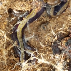 Caenoplana bicolor at Acton, ACT - 13 Jul 2021