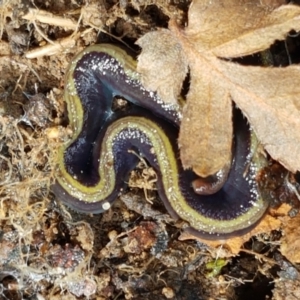 Caenoplana bicolor at Acton, ACT - 13 Jul 2021