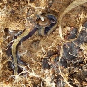 Caenoplana bicolor at Acton, ACT - 13 Jul 2021