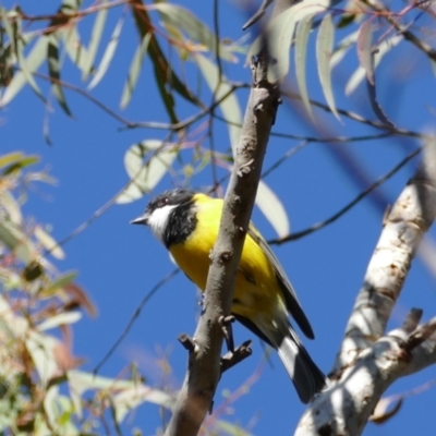 Pachycephala pectoralis (Golden Whistler) at Forrest, ACT - 13 Jul 2021 by Evie
