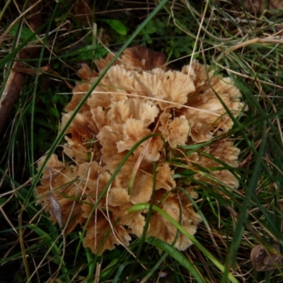 Podoscypha petalodes at QPRC LGA - 13 Jul 2021 by Paul4K