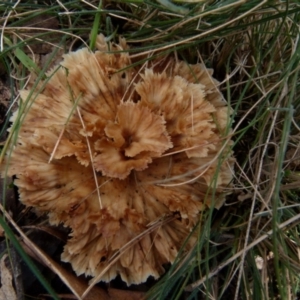 Podoscypha petalodes at Boro, NSW - 13 Jul 2021