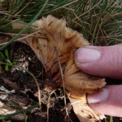 Podoscypha petalodes at Boro, NSW - suppressed