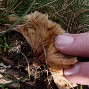 Podoscypha petalodes at Boro, NSW - 13 Jul 2021