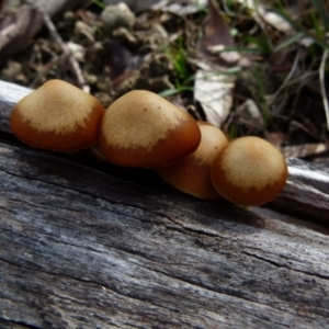 zz agaric (stem; gills not white/cream) at Boro, NSW - 13 Jul 2021