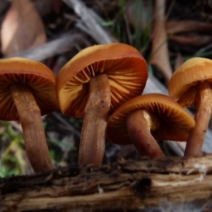 zz agaric (stem; gills not white/cream) at Boro, NSW - 13 Jul 2021