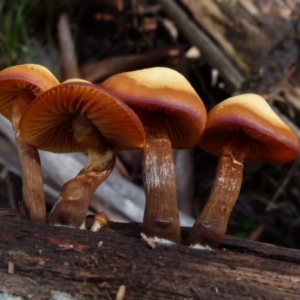 zz agaric (stem; gills not white/cream) at Boro, NSW - 13 Jul 2021