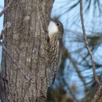 Cormobates leucophaea (White-throated Treecreeper) at Boro - 13 Jul 2021 by Paul4K