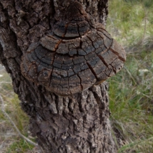 Phellinus sp. (non-resupinate) at Boro, NSW - 13 Jul 2021