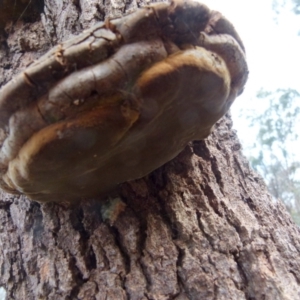 Phellinus sp. (non-resupinate) at Boro, NSW - 13 Jul 2021