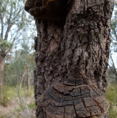 Phellinus sp. (non-resupinate) at Boro, NSW - 13 Jul 2021