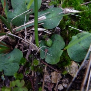 Corysanthes hispida at Boro, NSW - suppressed