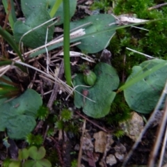 Corysanthes hispida (Bristly Helmet Orchid) at Boro, NSW - 13 Jul 2021 by Paul4K