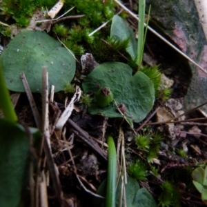 Corysanthes hispida at Boro, NSW - suppressed