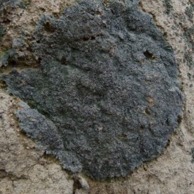 Lichen - crustose at Boro, NSW - 13 Jul 2021 by Paul4K
