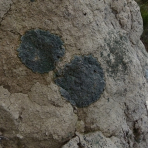 Lichen - crustose at Boro, NSW - 13 Jul 2021