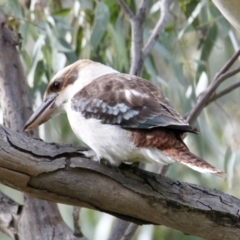 Dacelo novaeguineae (Laughing Kookaburra) at Springdale Heights, NSW - 13 Jul 2021 by PaulF