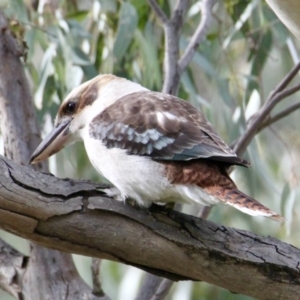 Dacelo novaeguineae at Springdale Heights, NSW - 13 Jul 2021 02:17 PM