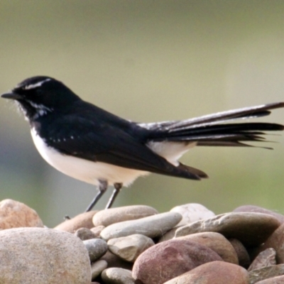 Rhipidura leucophrys (Willie Wagtail) at Springdale Heights, NSW - 13 Jul 2021 by PaulF