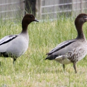 Chenonetta jubata at Springdale Heights, NSW - 13 Jul 2021 02:58 PM