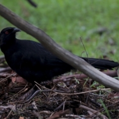 Corcorax melanorhamphos at Latham, ACT - 13 Jul 2021 01:36 PM