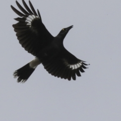 Strepera graculina (Pied Currawong) at Umbagong District Park - 13 Jul 2021 by AlisonMilton