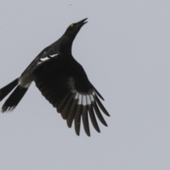 Strepera graculina at Latham, ACT - 13 Jul 2021