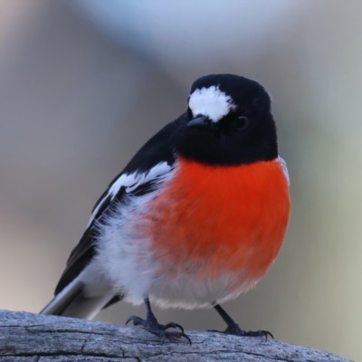 Petroica boodang (Scarlet Robin) at Majura, ACT - 12 Jul 2021 by jbromilow50