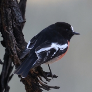 Petroica boodang at Majura, ACT - 12 Jul 2021 03:20 PM