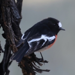 Petroica boodang at Majura, ACT - 12 Jul 2021